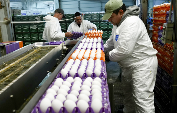 Avian Flu Ravages California Poultry Farms: Devastating Losses and Lingering Challenges