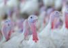 Virginia Poultry Growers Cooperative Plans Major Expansion in Shenandoah Valley
