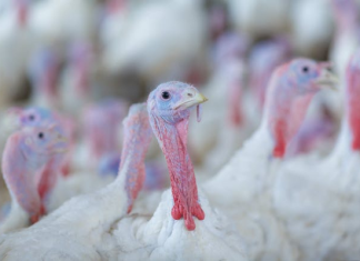 Virginia Poultry Growers Cooperative Plans Major Expansion in Shenandoah Valley