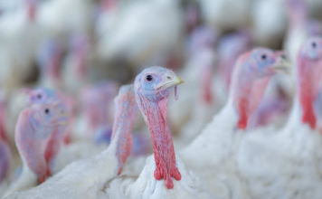 Virginia Poultry Growers Cooperative Plans Major Expansion in Shenandoah Valley