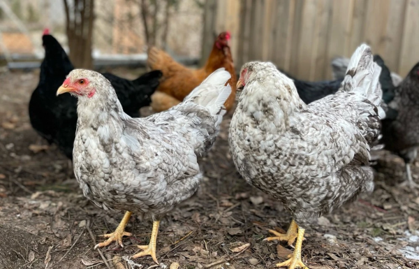 A chicken in every yard? Why Ottawa should back urban agriculture