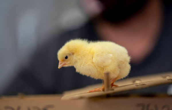 Reasons not to hug, snuggle or kiss chicks and chickens