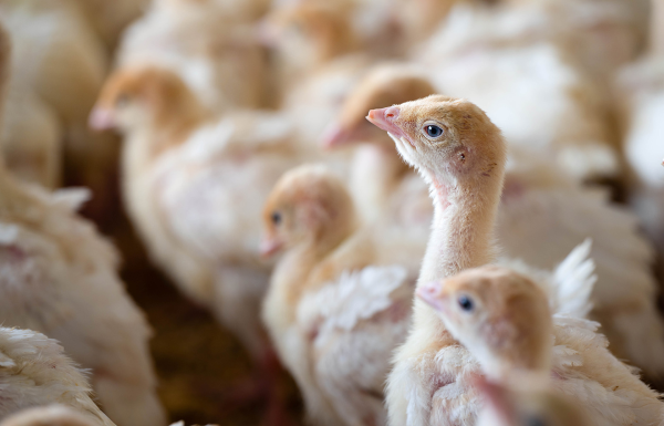 Alerts Issued as Fresh HPAI Outbreaks Spread Through Five States and Canada