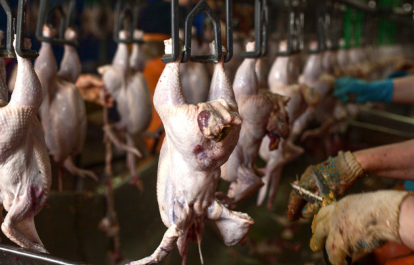 USDA’s Proposed Line Speed Changes Draw Sharp Divide Between Unions and Producers