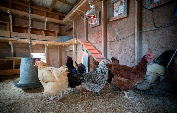 Ready to raise backyard chickens? Free webinar series starts March 18