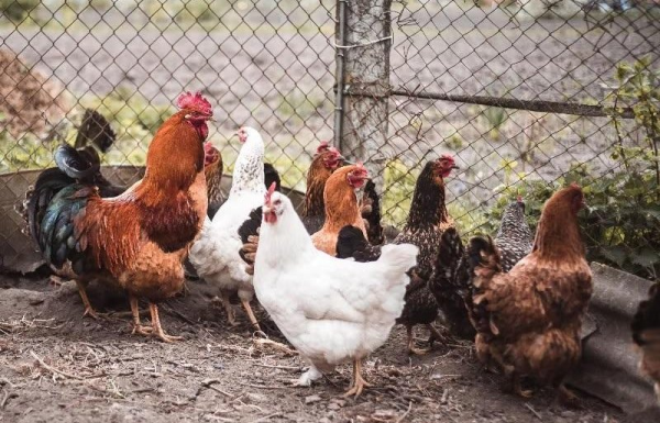 Parents with backyard poultry can transmit salmonella to infants