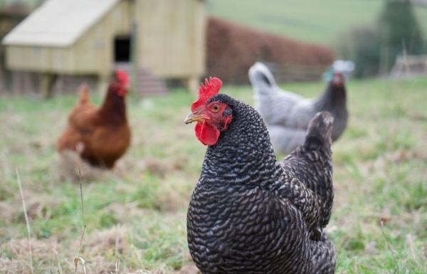 Farm Animal Vet Society to hold webinar on backyard poultry health