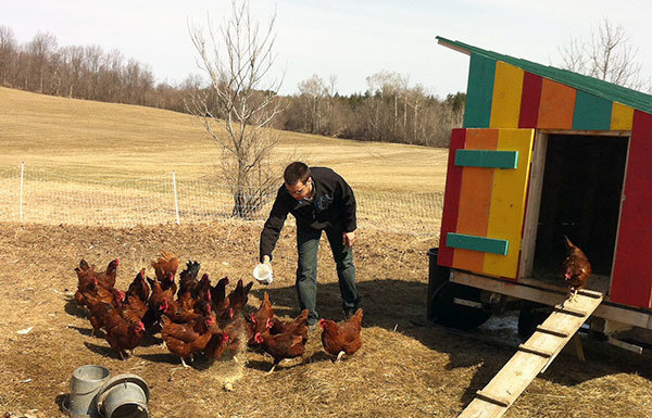 How the springtime uptick in bird flu affects backyard chickens, poultry farms and dairy cattle