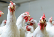 USDA Considers Extended Delay for Poultry Grower Pay Rule