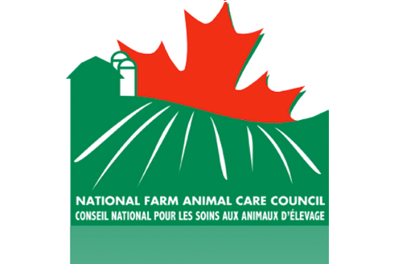Canada’s Code of Practice for the Care and Handling of Hatching Eggs, Breeders, Chickens and Turkeys to be updated