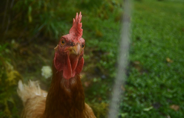 Guelph/Eramosa approves backyard chickens in rural residential areas