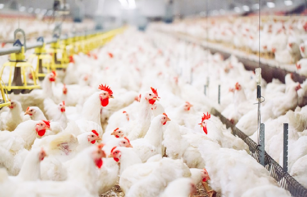 Webinar series aims to help poultry producers safeguard flocks