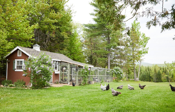 Backyard Enthusiasts Flock to Specialty Chicken Hybrid Breeds