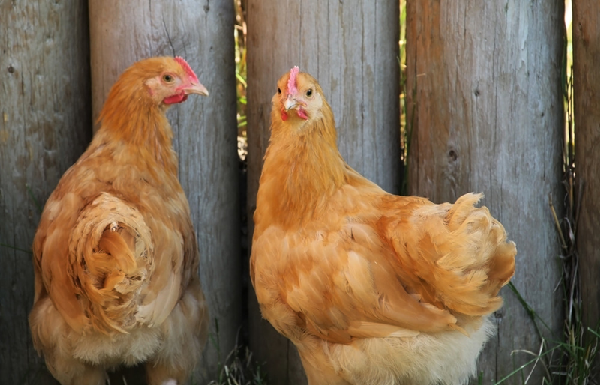 Ohio State Extension course supports rising interest in backyard poultry