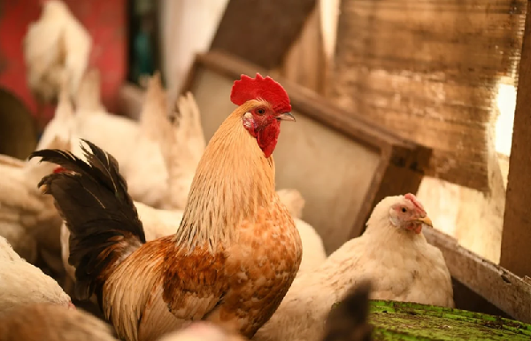 What is Wry Neck in Chickens? Causes and Symptoms