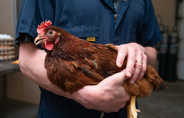 New assay offers way to combat threat of highly pathogenic avian flu