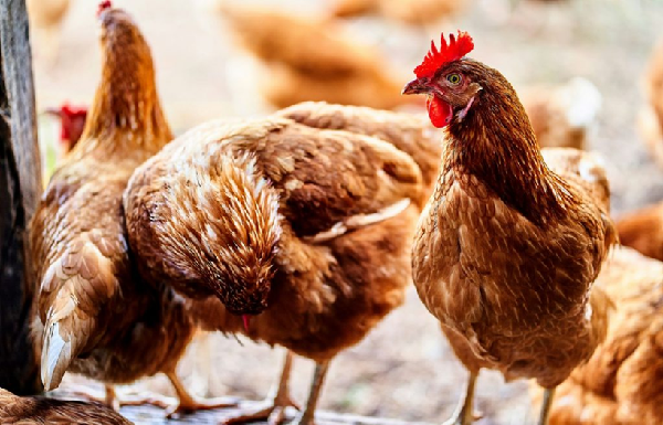 Fighting Poultry Disease with mRNA: UConn Researchers Pioneer Nanoparticle Approach