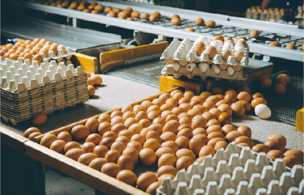 Extended Egg Warming Technique Shows Potential to Improve Hatch Rates and Chick Quality