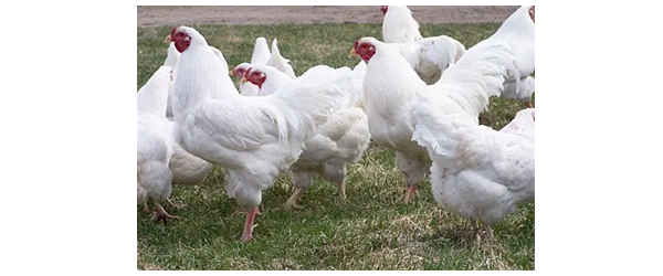 Chantecler Chickens in the Heritage Breed Spotlight