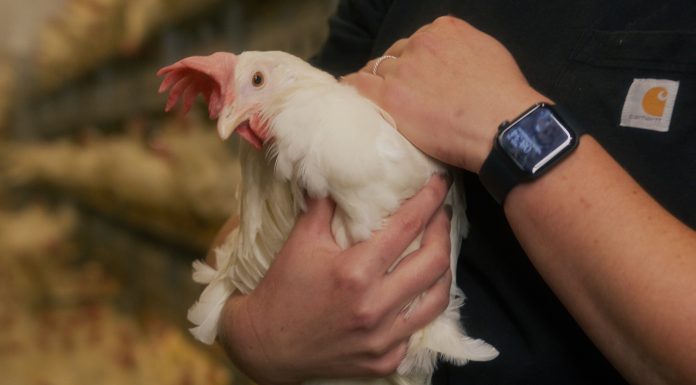 Canadian Chicken’s Sustainability Story (2016–2023)