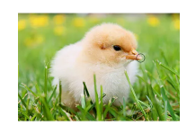 A Chicken’s Egg Tooth—What Is It and What Is It For?