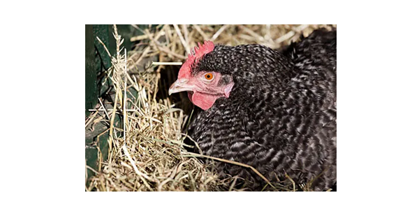 When Does a Chicken Start Laying Eggs?