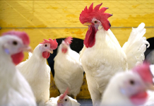 New USask poultry laying facility receives $6.2 million CFI funding boost