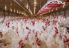 USDA Funds $2M Project to Test Novel Antiviral Fogging Technology Against Avian Influenza