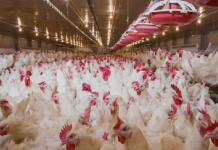 USDA Funds $2M Project to Test Novel Antiviral Fogging Technology Against Avian Influenza