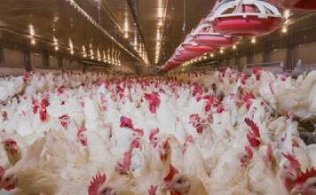 USDA Funds $2M Project to Test Novel Antiviral Fogging Technology Against Avian Influenza