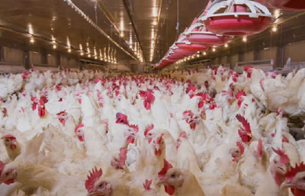 USDA Funds $2M Project to Test Novel Antiviral Fogging Technology Against Avian Influenza