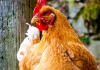 Scattered insects offer practical boost to poultry welfare, new research shows