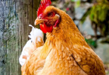 Scattered insects offer practical boost to poultry welfare, new research shows
