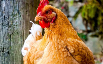 Scattered insects offer practical boost to poultry welfare, new research shows
