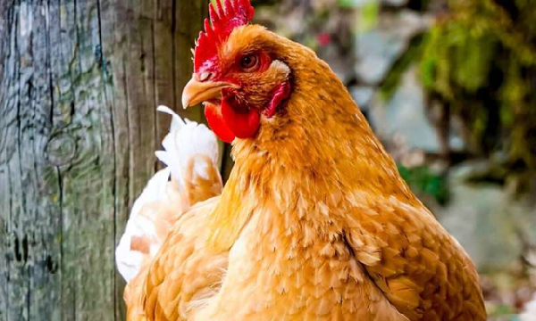 Scattered insects offer practical boost to poultry welfare, new research shows